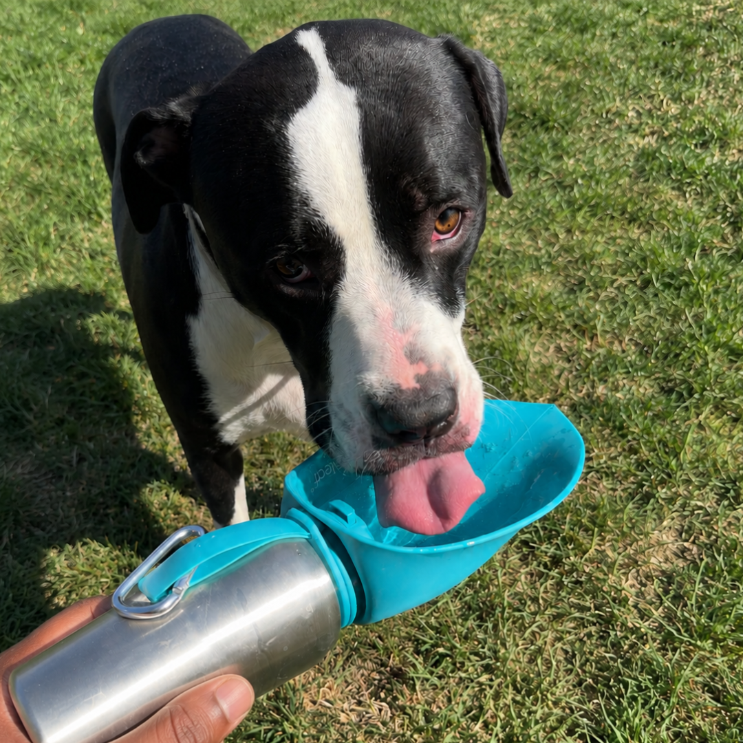 HydraPups™ Dog Water Bottle Large